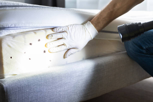 Best Affordable Pest Control Services  in Haslet, TX