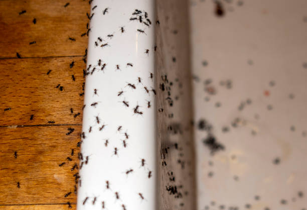 Pest Control Cost in Haslet, TX