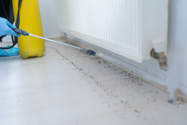 Wasp Removal Services in Haslet, TX